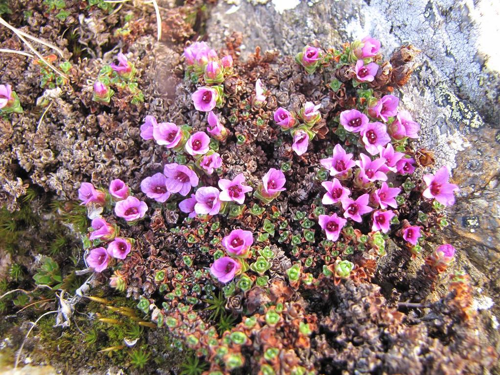 Saxifraga oppositifolia / Sassifraga a fg. opposte